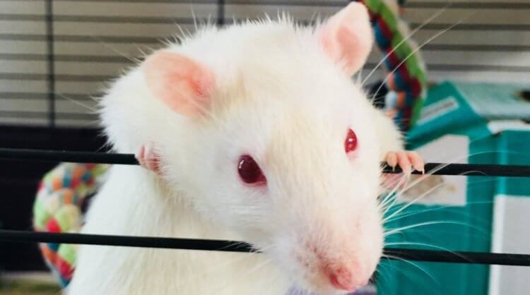 (Не)человеческий эксперимент: что произошло с крысой, которой пересадили клетки человеческого мозга?