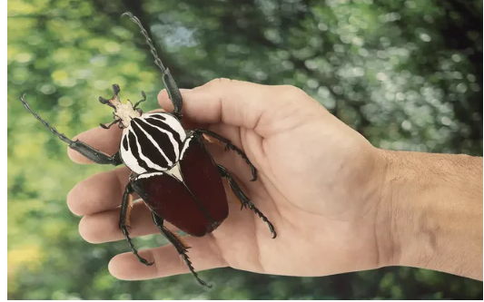5 самых крупных насекомых планеты