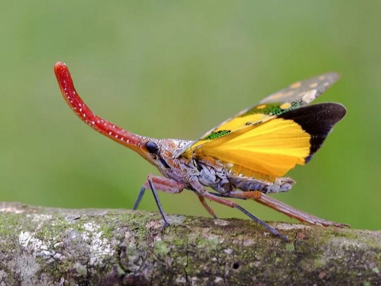 10 странных насекомых, которые больше напоминают пришельцев с других планет