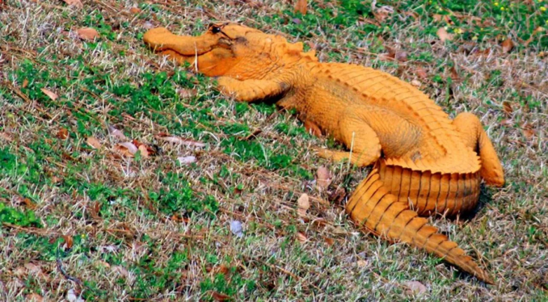 Оранжевые крокодилы — странная рептилия, которая обитает в пещерах