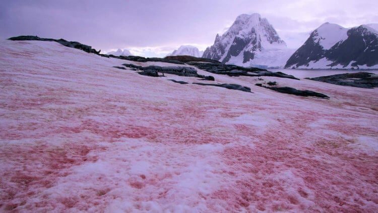 Откуда берётся розовый снег и как он вредит природе?