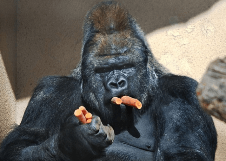 Когда азарт в крови: гориллы и орангутаны способны рисковать