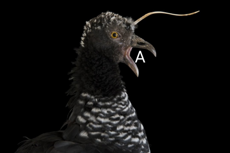 Паламедея — птица-рогоносец