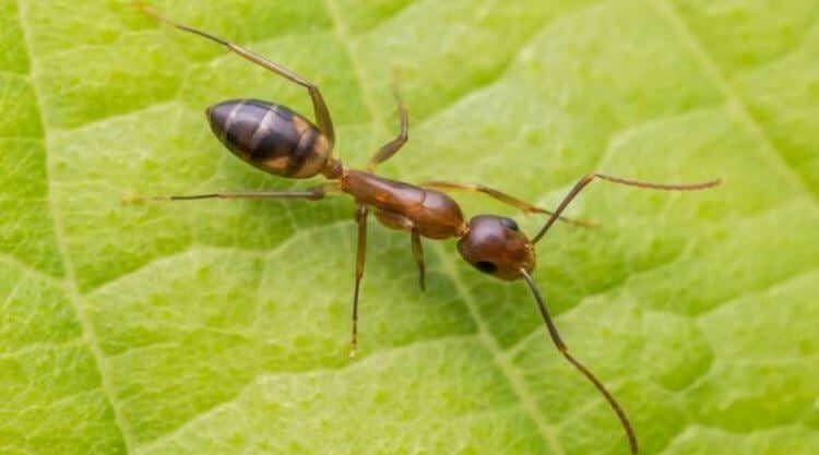 Грибки против муравьёв — а на чьей стороне вы?