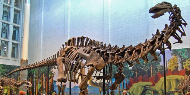 6 мифов о динозаврах, в которые все беззаветно верят