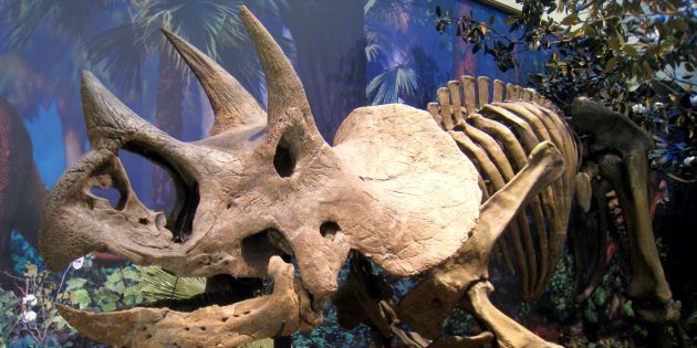 6 мифов о динозаврах, в которые все беззаветно верят