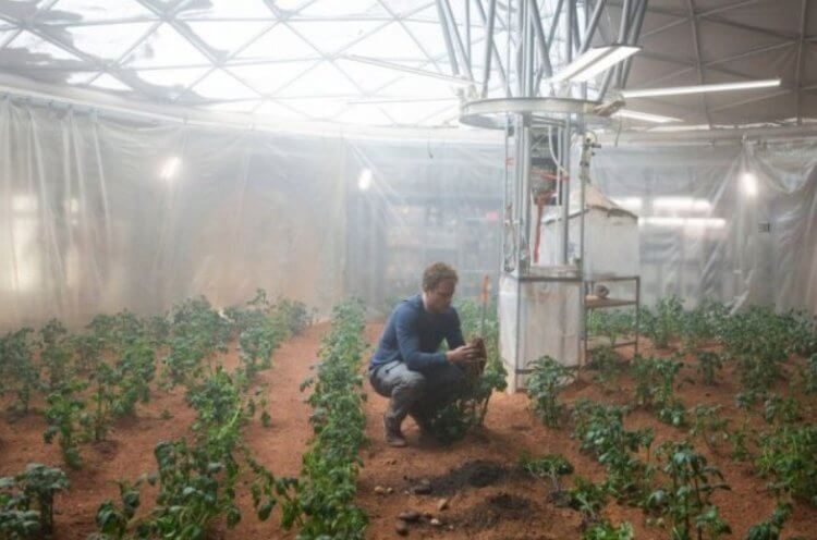 В 2025 году человечество начнёт выращивать растения на Луне — правда или миф?