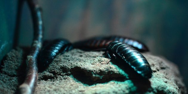 9 жутких фактов о тараканах, узнав которые их можно заподозрить в инопланетном происхождении