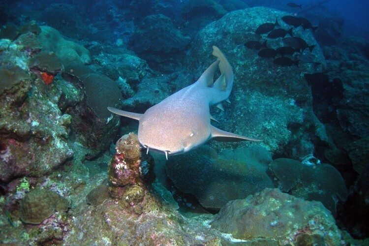 Гроза морей и океанов: 12 интересных фактов об акулах