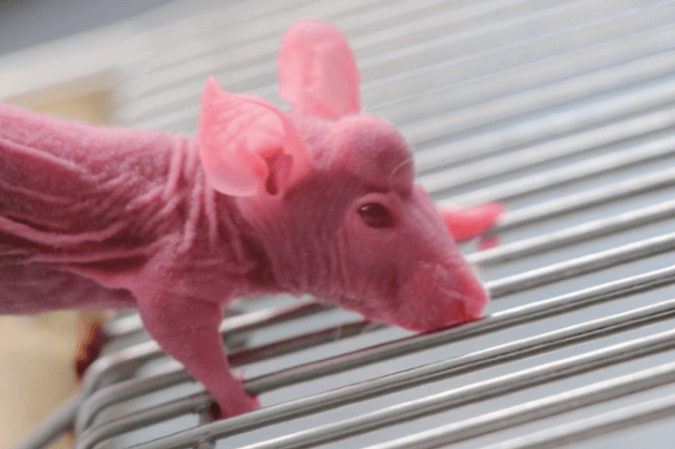 Неведома зверушка: зачем учёные создали мышь с оленьими рогами?