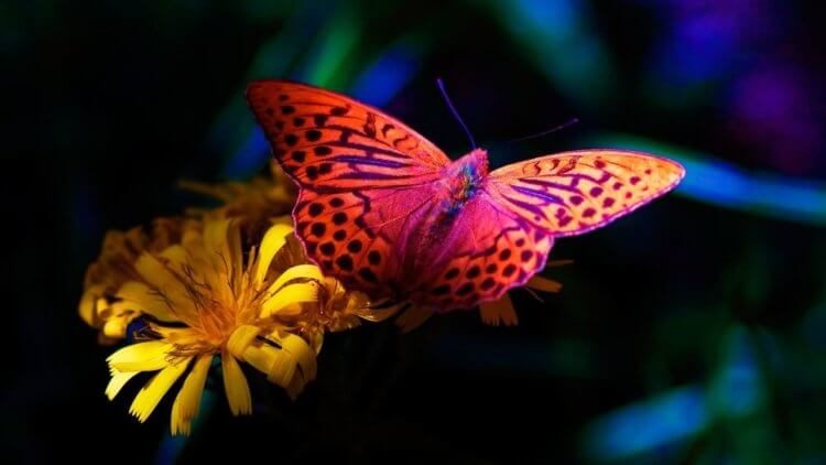 Бабочки вдохновили учёных на создание плазменной краски