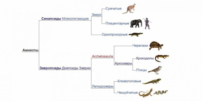 Млекопитающие произошли от рептилий — правда или миф?