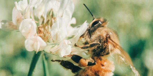 6 невероятных умений, которыми обладают растения