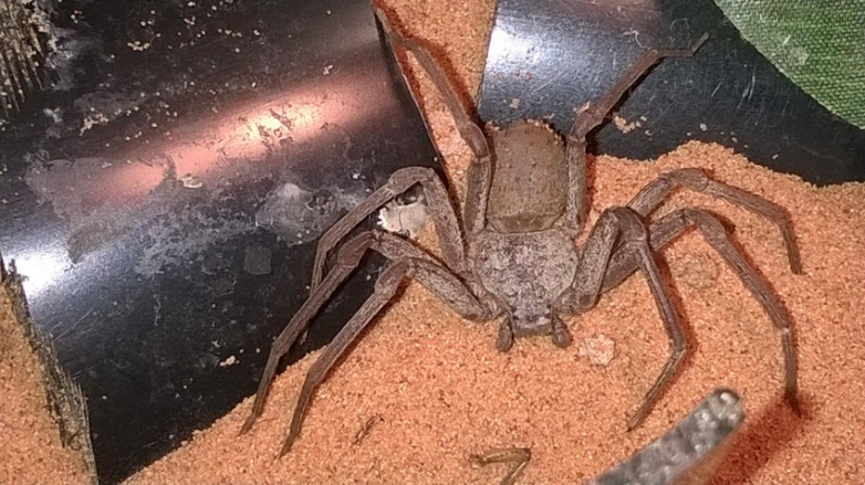 Шестиглазый песочный паук — существо из преисподней