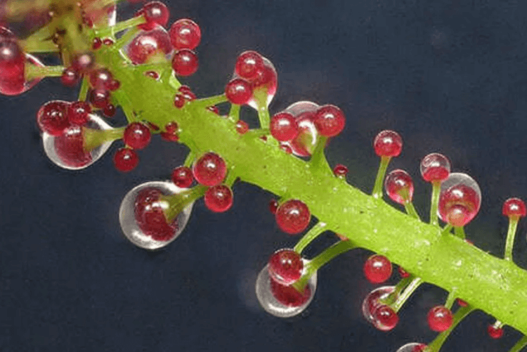 Растение-оборотень, или Зарисовки из жизни тропической лианы