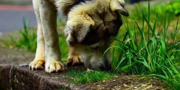 11 мифов о собаках, в которые верит каждый второй