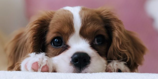 11 мифов о собаках, в которые верит каждый второй