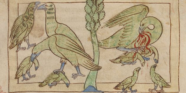 5 животных, которых средневековые люди представляли себе ну очень странно