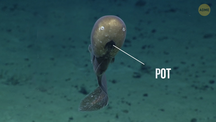 Самые жуткие создания морских глубин, которых породила сама преисподняя