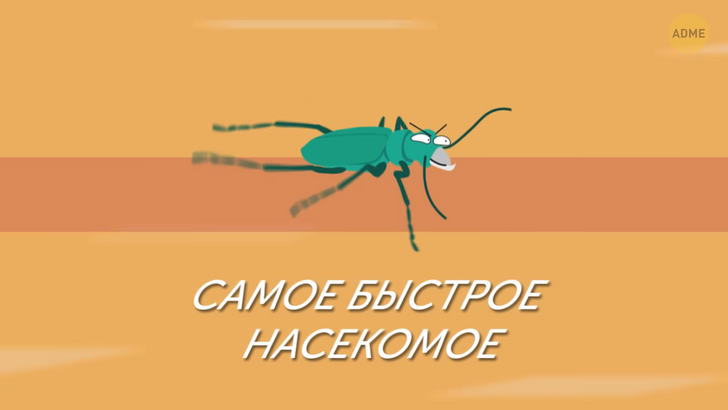 (Не)тараканьи бега: кто победит в гонке самых быстрых насекомых