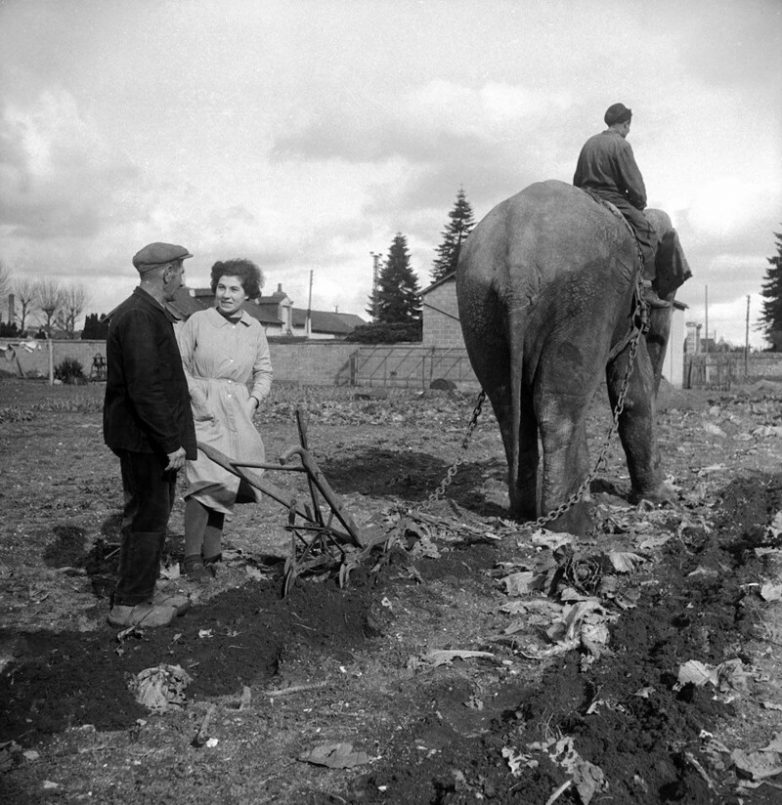 Слоны на службе у человека: исторические кадры