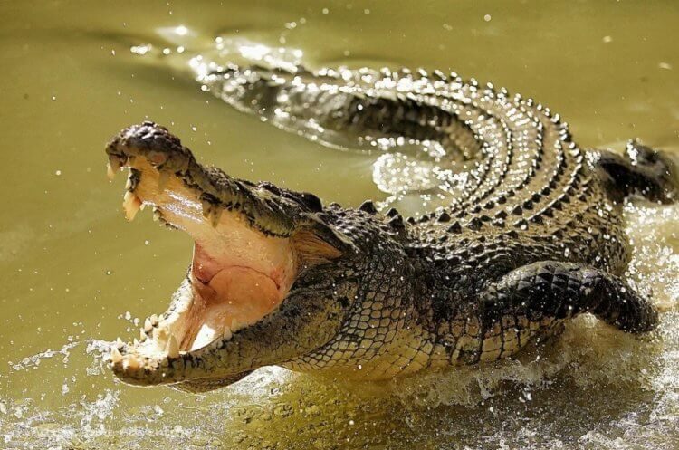 Нильский крокодил — кровожадный убийца