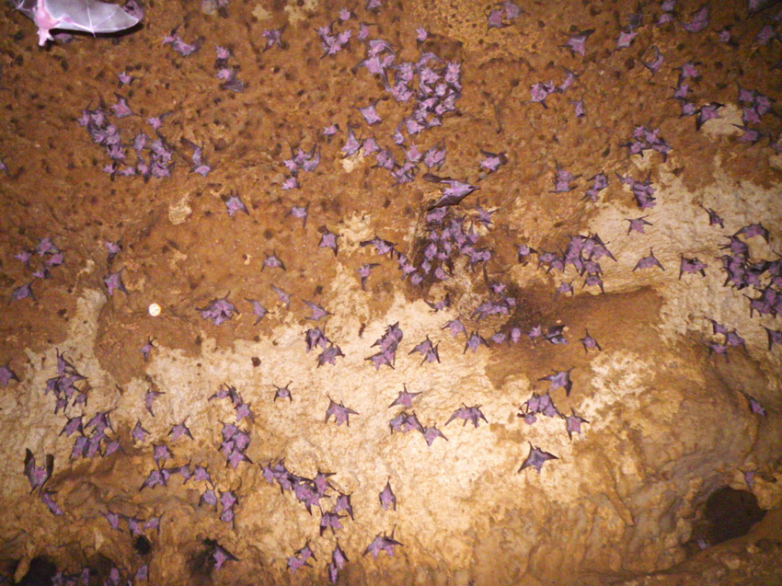 Листонос Лича — летучая мышь, которая питается нектаром
