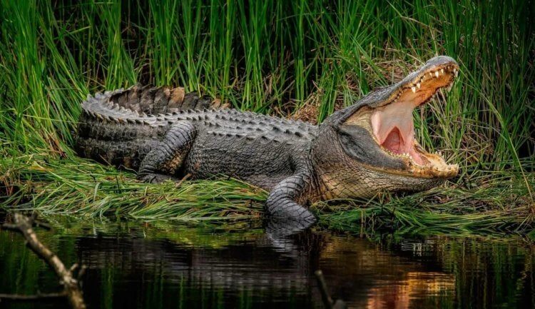 Нильский крокодил — кровожадный убийца
