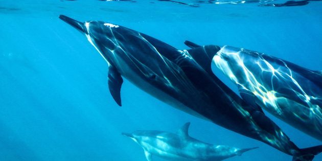 9 мифов о дельфинах, в которые мы напрасно верим