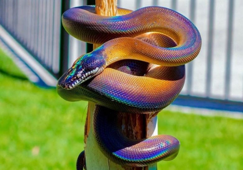 10 змей, которые легко победили бы в конкурсе змеиной красоты