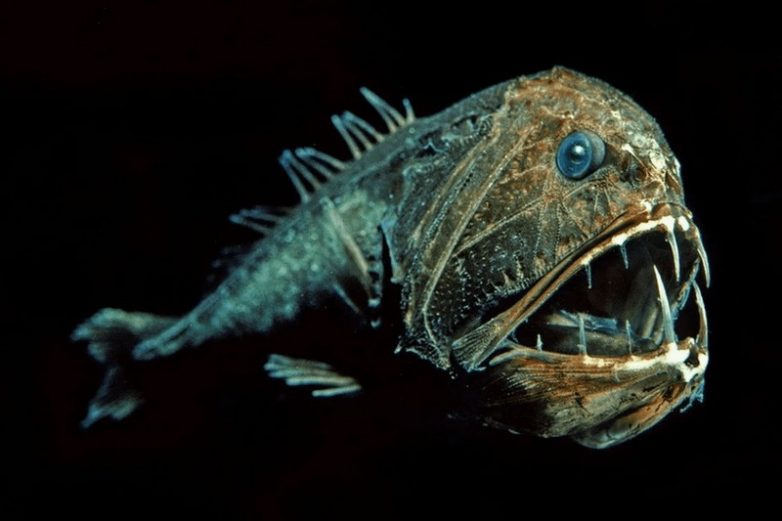 Порождения преисподней: 10 самых страшных рыб в мире