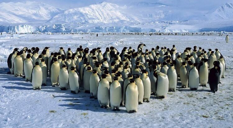 Из жизни пингвинов: для чего антарктические птицы погружаются в микросон до 10 000 раз в сутки