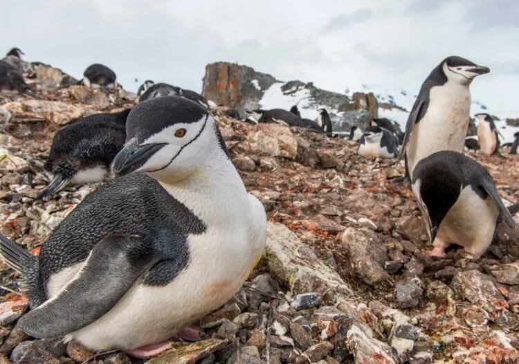 Из жизни пингвинов: для чего антарктические птицы погружаются в микросон до 10 000 раз в сутки