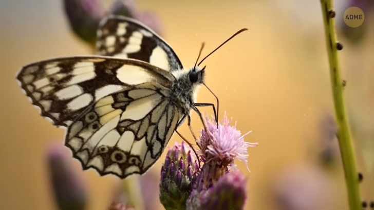 12 мифов и фактов о насекомых