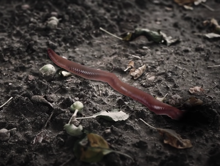 Как изменился бы наш мир, если бы под землёй жили гигантские черви