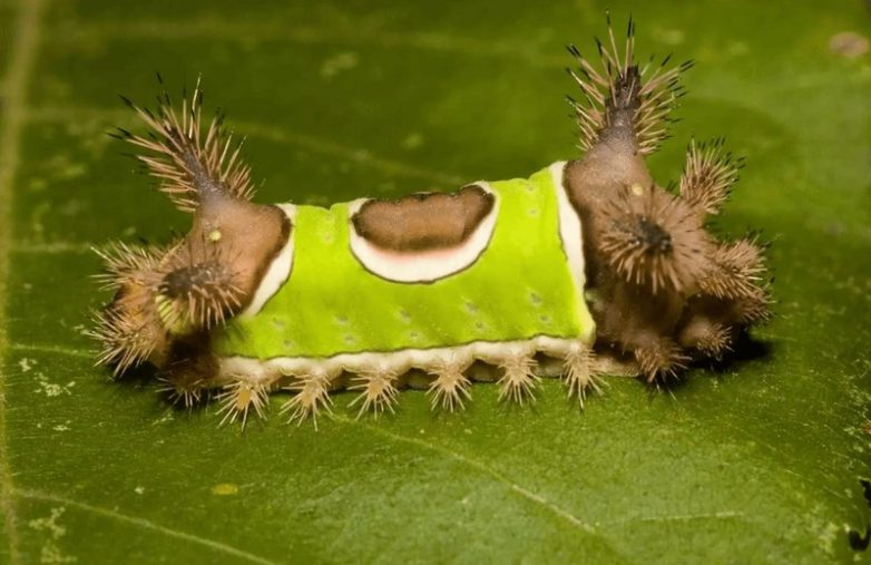 Ползучая смерть: 10 самых ядовитых гусениц в мире