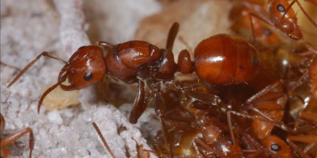 9 феноменальных вещей, которые умеют муравьи