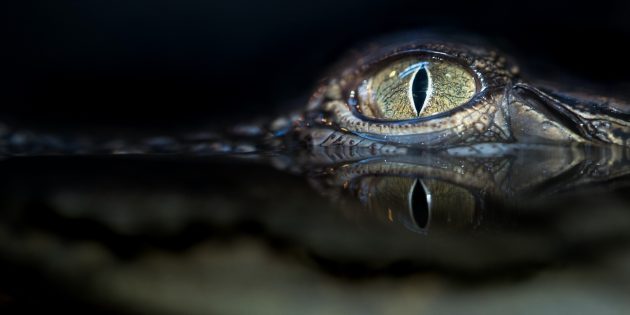 11 мифов о крокодилах, в которые все зачем-то верят