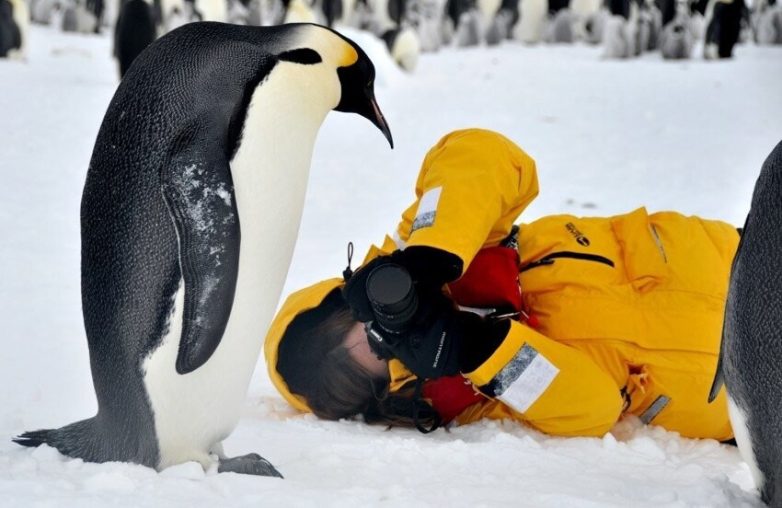 Пингвиний киднеппинг