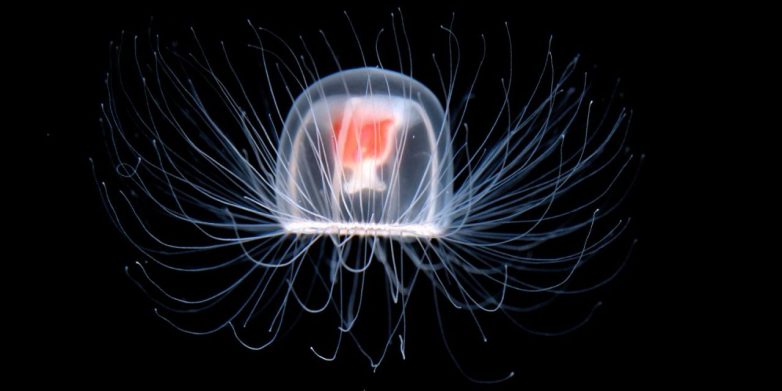 Учёным удалось раскрыть секрет бессмертия медуз, которые умеют обращать время вспять