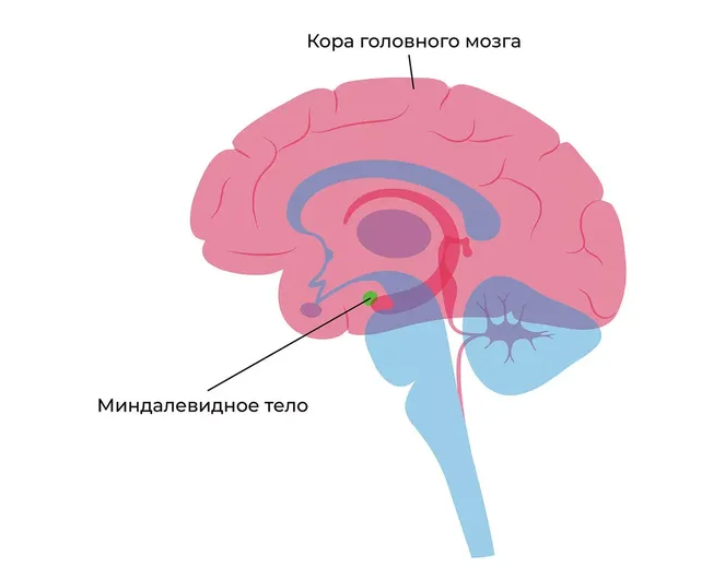 7 самых распространенных когнитивных искажений и как их распознать. Уловки мозга
