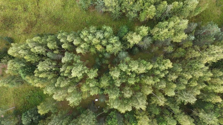 Археологи и палеоэкологи сожгли участок леса, чтобы засеять его