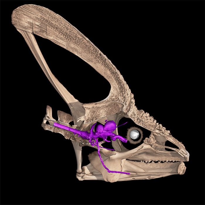 Нерв с запасом