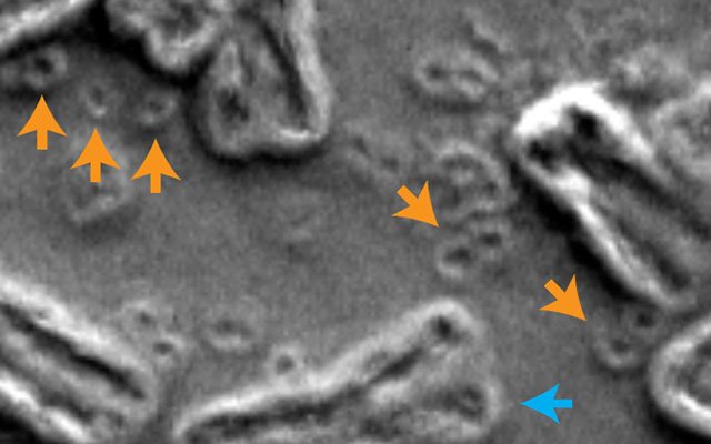 Как клетки передают друг другу кольцевую ДНК?