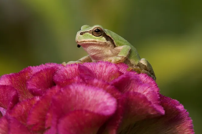 В их кишечнике обнаружили средство против смертельного заболевания. Лягушки против рака