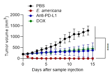 В их кишечнике обнаружили средство против смертельного заболевания. Лягушки против рака