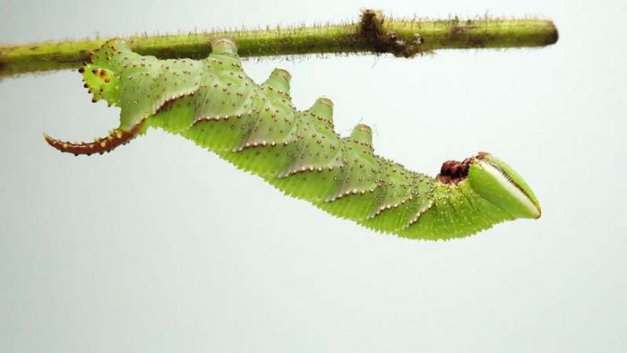 Голос гусениц