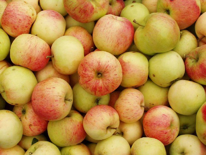 Яблоки – главный продукт осени