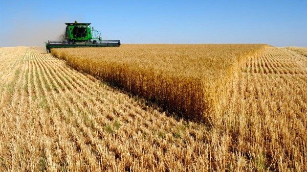 Современная пшеница - это «идеальная отрава»