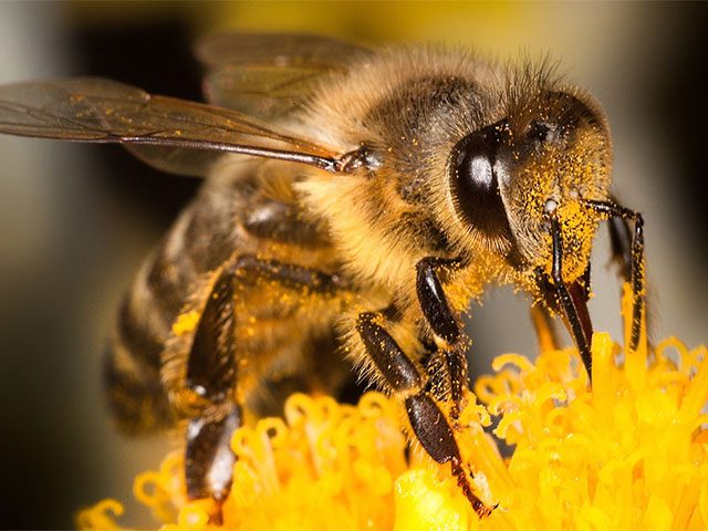 Первая помощь при укусе пчел